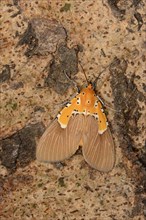 Aganais owlet moth