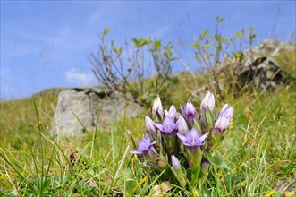 Dolomitian Gentian