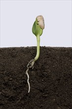 Sunflower seedling with cotyledons expanding but still enclosed by the seed coat or pericarp