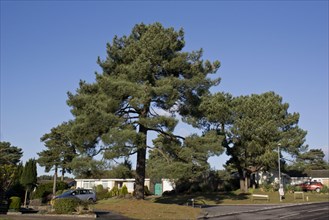 Maritime pine