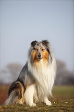 Scottish shepherd dog
