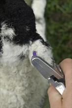 Swaledale lamb being ear tagged