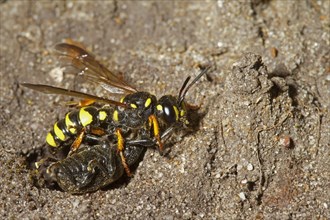 Sand knot wasp