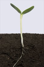 Sunflower seedling with expanding cotyledons
