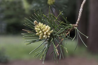 Male cones and leaf of Shore or Beach Pine
