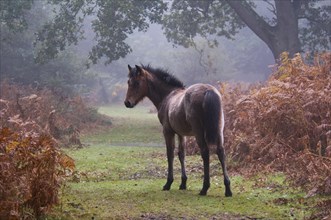 New Forest pony