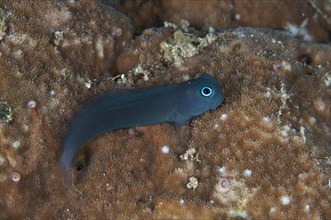 Black combtooth blenny