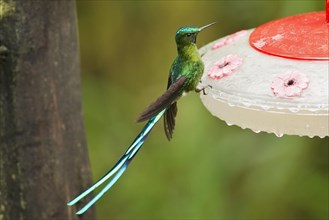 Long-tailed sylph