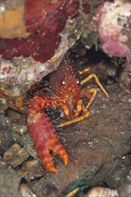 Adult red reef lobster