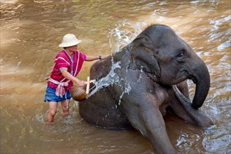 Mahout washing his elephant at the Elephant Nature Park in Chiang Mai