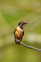 Purple-throated Starthroat