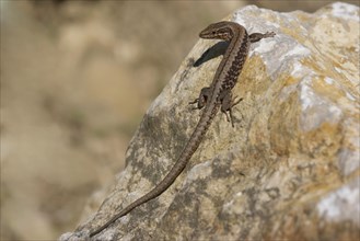 Iberian rock lizard