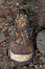 Adult napoleon snake eel