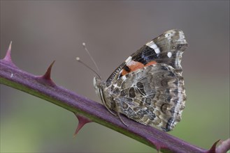 Canary red admiral