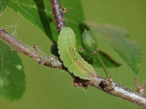 Black-haired caterpillar