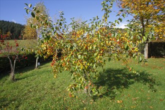 'John Downie' ornamental apple