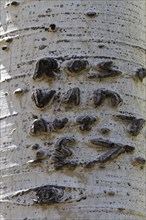 Graffiti carved on Aspen tree