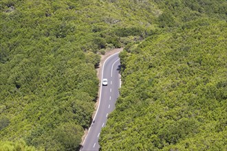 Road through 'laurisilva' humid subtropical laurel forest habitat