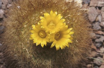 Golden ball cactus