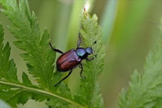 Garden leaf beetle