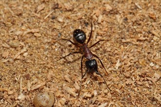 Black horse ant