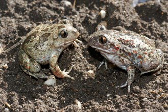 Garlic toad