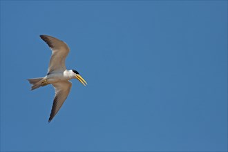 Large-billed terns
