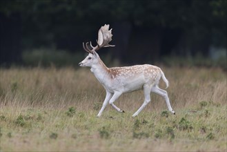 Fallow Deer