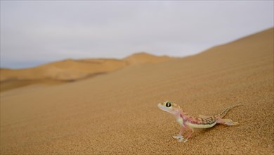 Web-footed Gecko