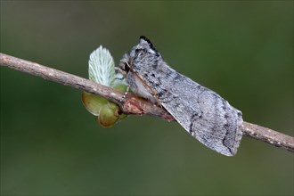 Adult yellow-horned moth