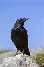 Common raven