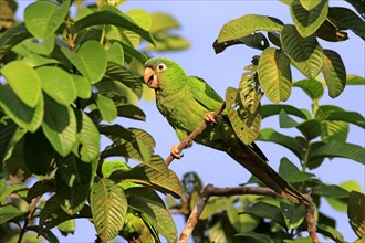 Sharp-tailed Parakeet