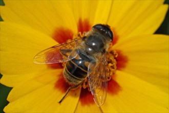 Dung bee