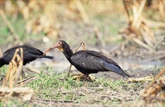 Sharp-tailed ibis