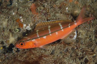 Two-striped Fusilier