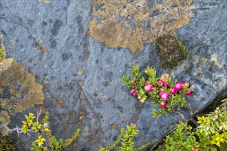 Lichens and berries on a rock
