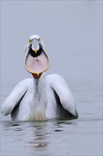 Adult dalmatian pelican
