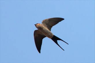 Striped swallow