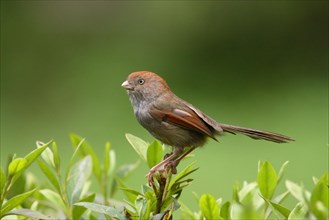 Grey-throated Parrotbill
