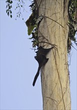 Black flying squirrel