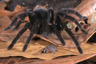 Adult Peruvian tarantula
