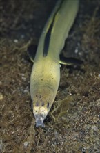 Highfin Snake-eel