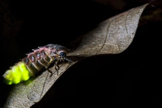 Common Glow-worm
