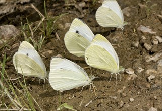 Southern Small White