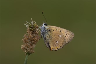 Ducat butterfly