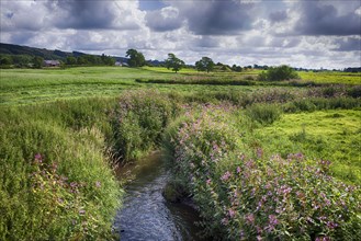 View of river with flowering Himalayan Balsam