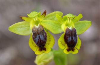 Corsica orchid