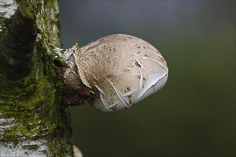 Birch Polypore