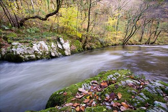 Fast-flowing river in woodland habitat