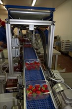 Strawberry production line